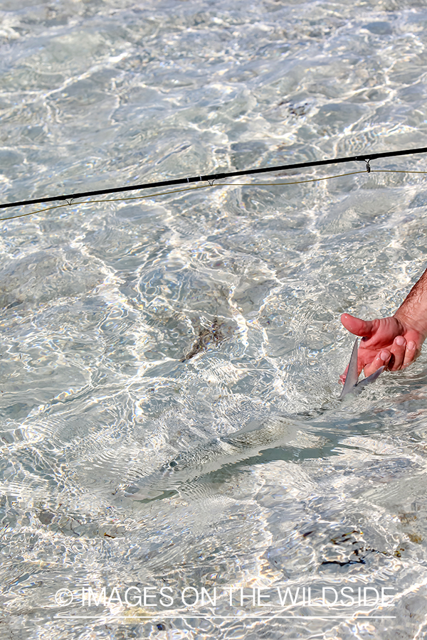 Flyfisherman releasing Bonefish.