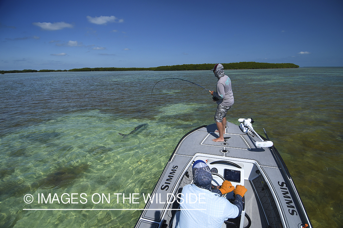 Flyfisherman landing tarpon on flats of Florida Keys.