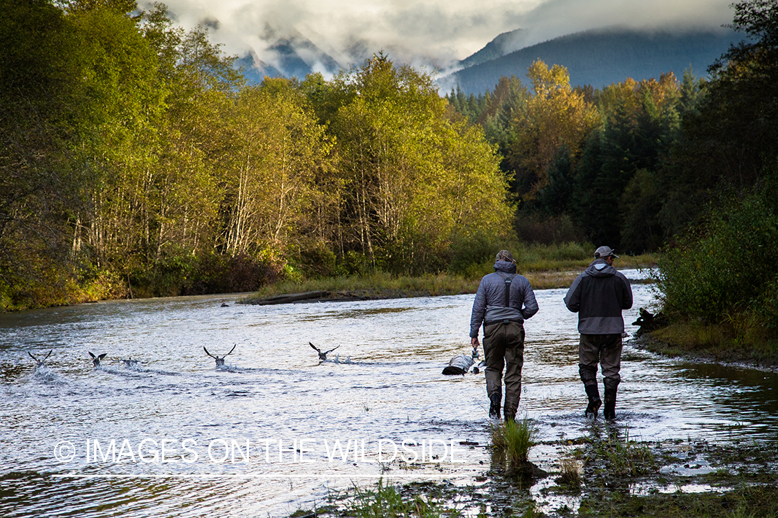 Steelhead fishing