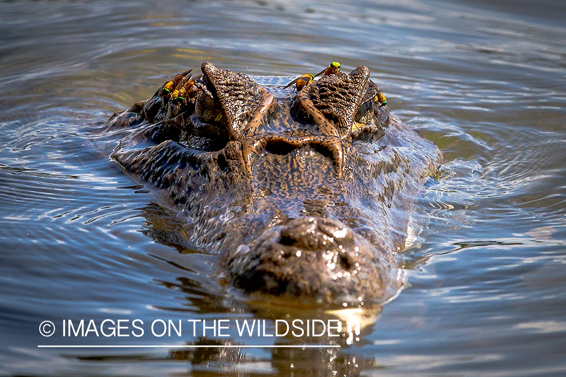 Caiman in river in Kendjam region, Brazil.