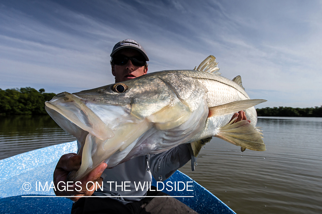 Flyfisherman with snook.