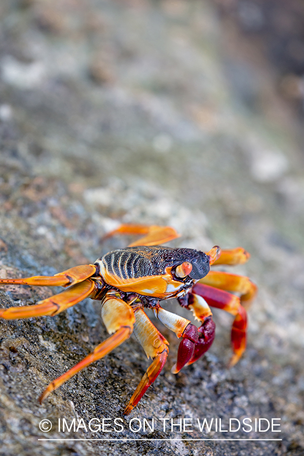 Sea crab.