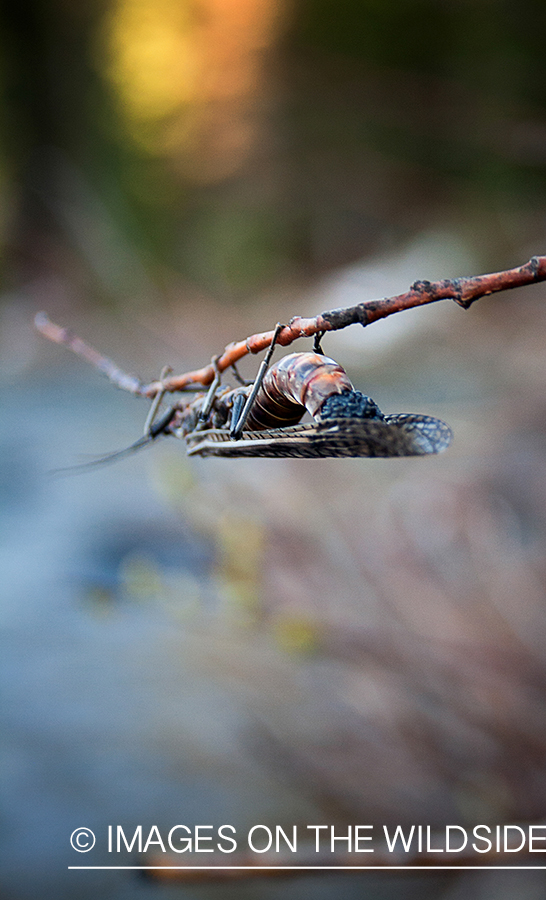 Aquatic insects.