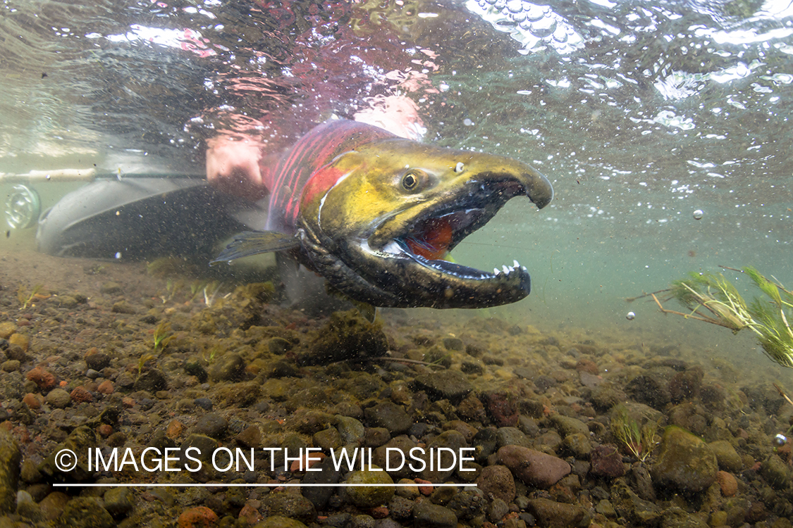 Flyfisherman with cherry salmon in Sedanka river in Kamchatka Peninsula, Russia.