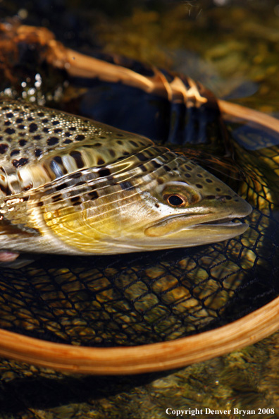 Brown trout underwater