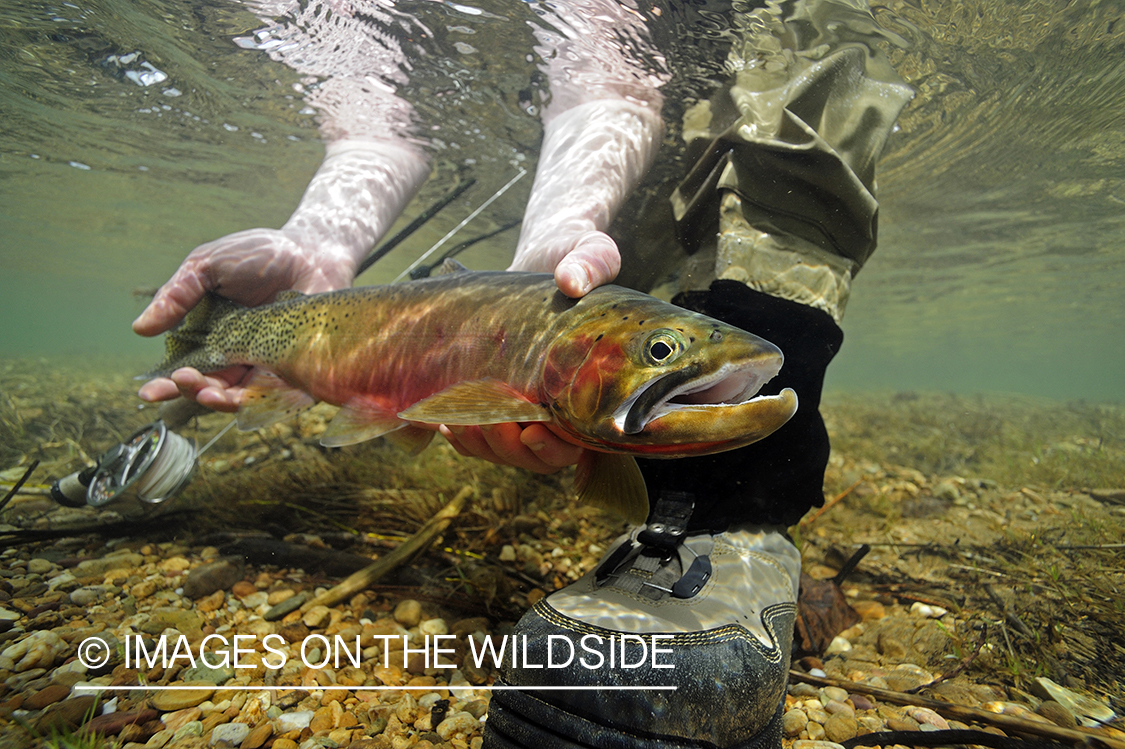 Flyfisherman releasing cutthroat trout.