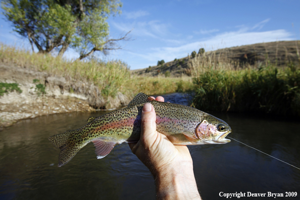 Rainbow trout species