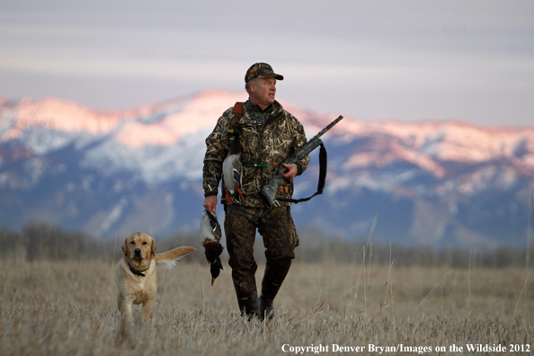 Duck hunter with bagged mallards and yellow labrador retriever. 