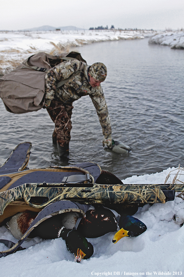 Waterfowl hunter picking up decoys.