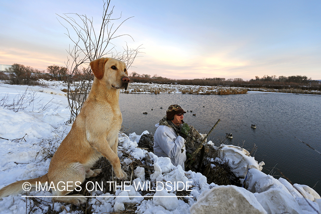 Waterfowl hunter calling ducks from blind with yellow lab.