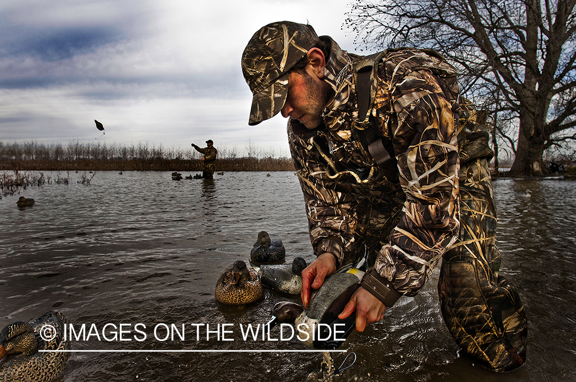 Waterfowl hunter setting up duck decoys.