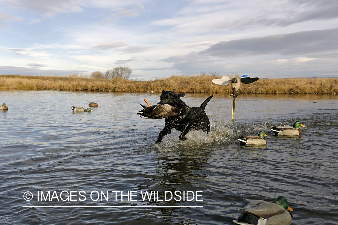 Black lab retrieving mallard drake.