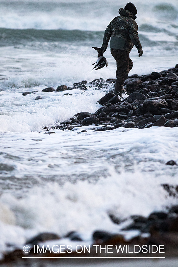 King Eider and Long-tailed duck hunting in Alaska, hunter retrieving duck.