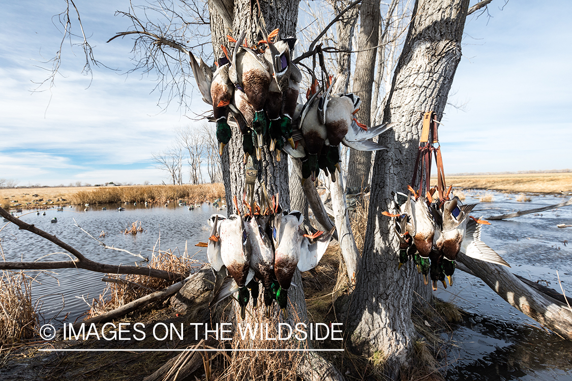 Waterfowl hunting