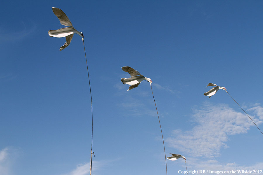 Snow goose decoy set up in field.