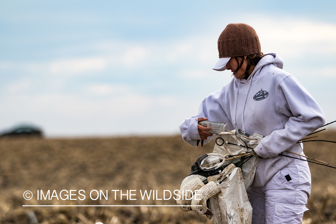 Female goose hunter packing up after day of hunting.
