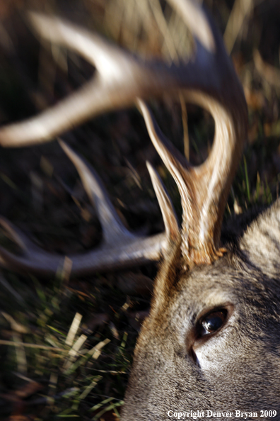 Hunter-Killed whitetail buck.