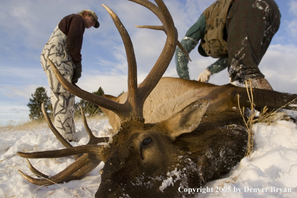 Elk hunter and guide bagging downed elk.