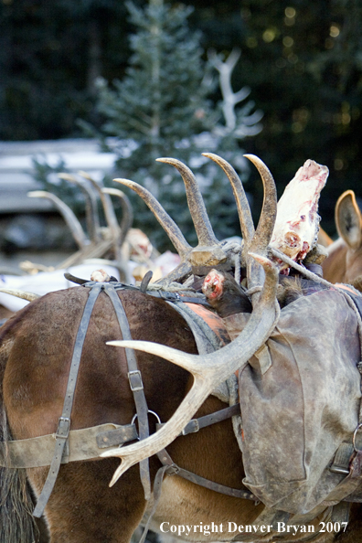 Elk horns on pack horse's back.