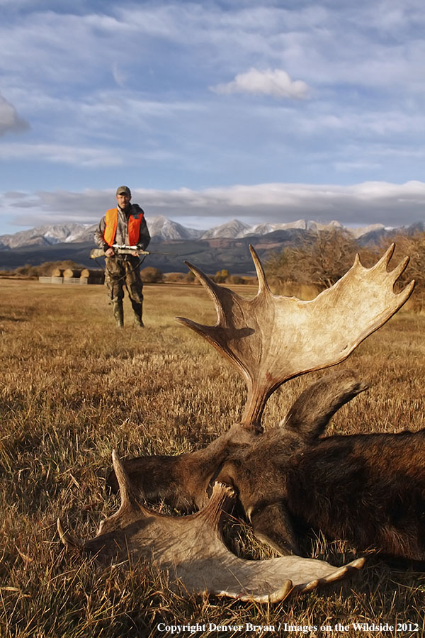 Hunter with downed bull moose in field.