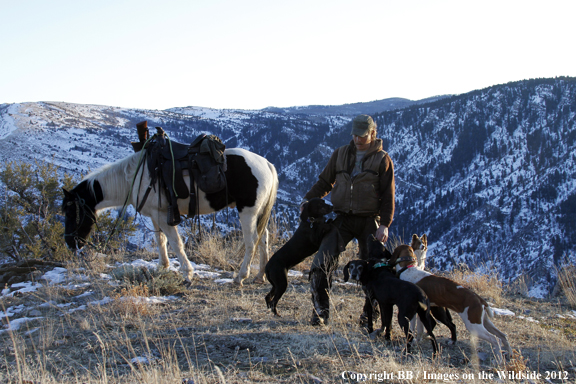 Mountain lion hunter in field with dogs. 