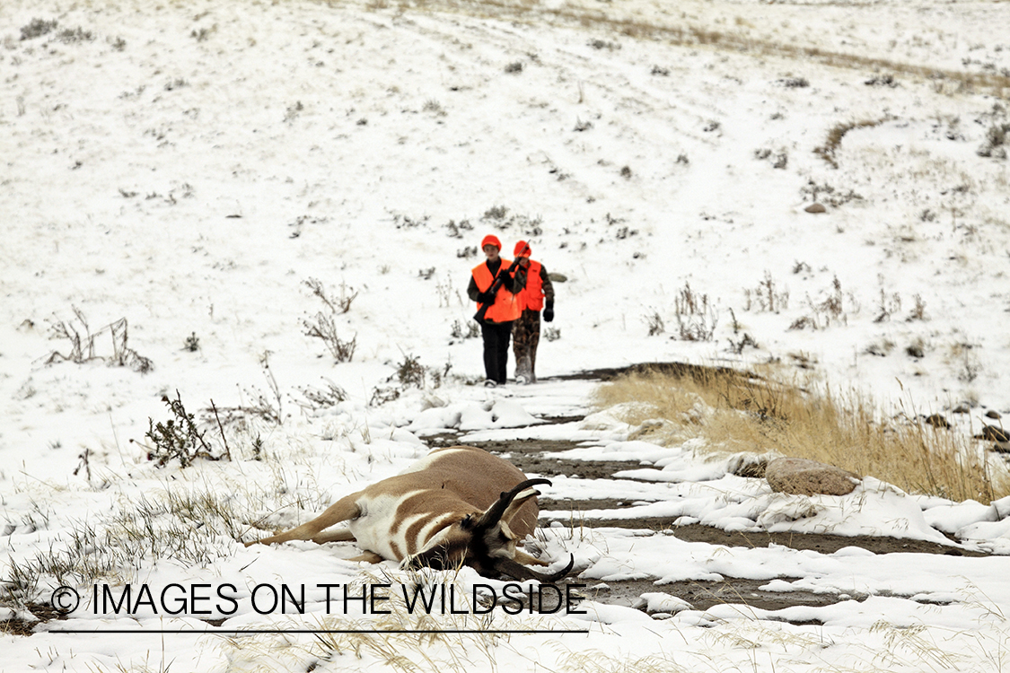 Young hunters approaching bagged pronghorn antelope. 