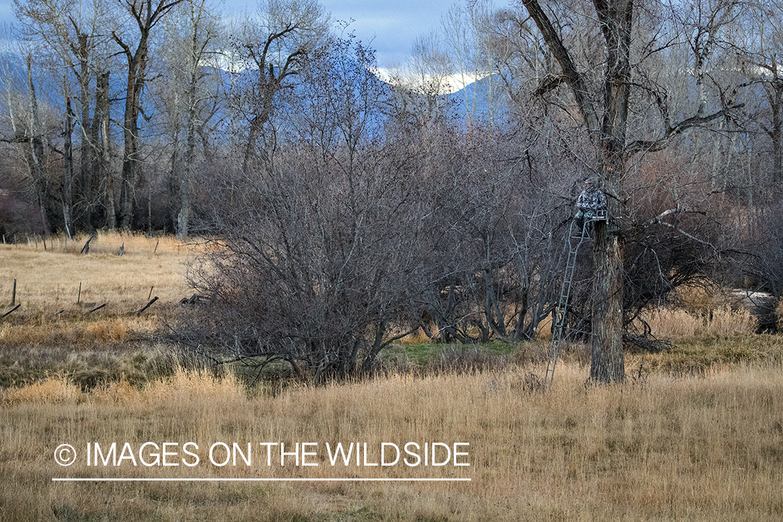 Bow hunter in tree stand in field.