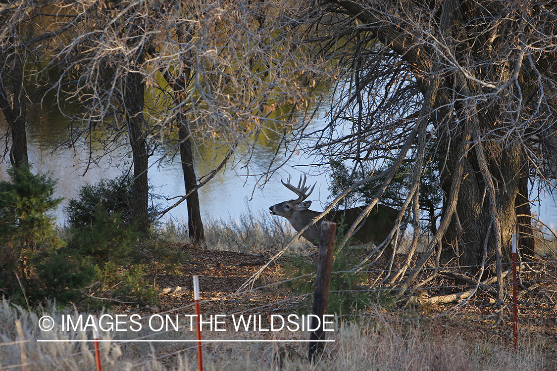 White-tailed buck in field.