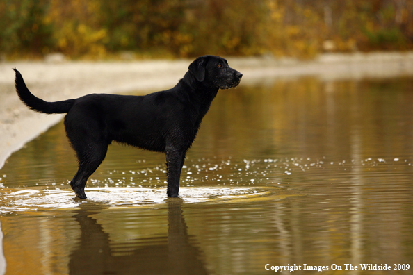 Black Labrador Retriever