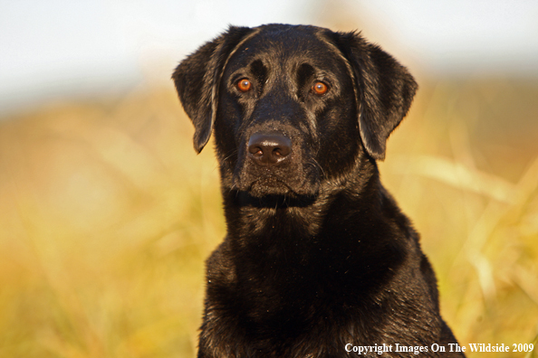 Black Labrador Retriever