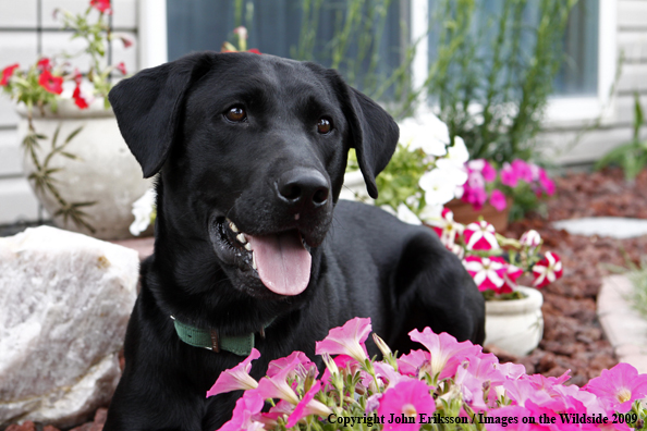 Black Labrador Retriever