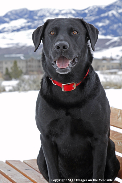 Black Labrador Retriever in winter. 