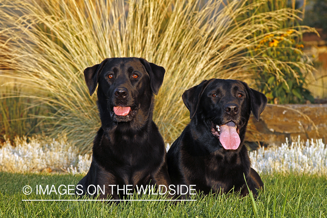 Black Labrador Retrievers