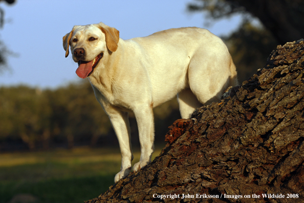 Yellow Labrador Retriever in field