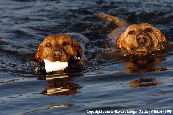 Yellow Labrador Retrievers 