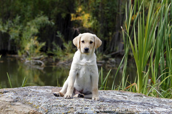 Yellow Labrador Retriever Puppy 