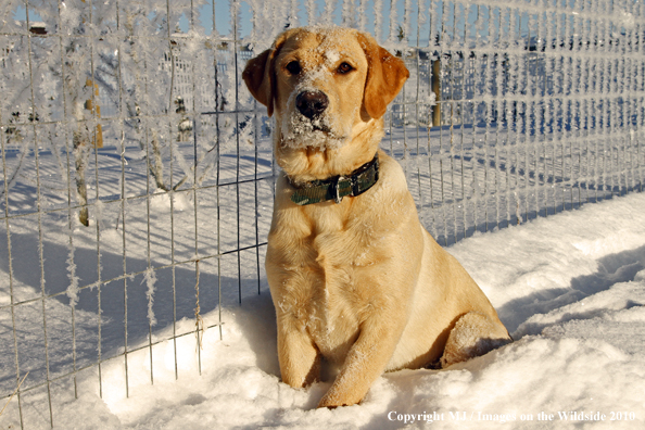 Yellow Labrador Retriever 