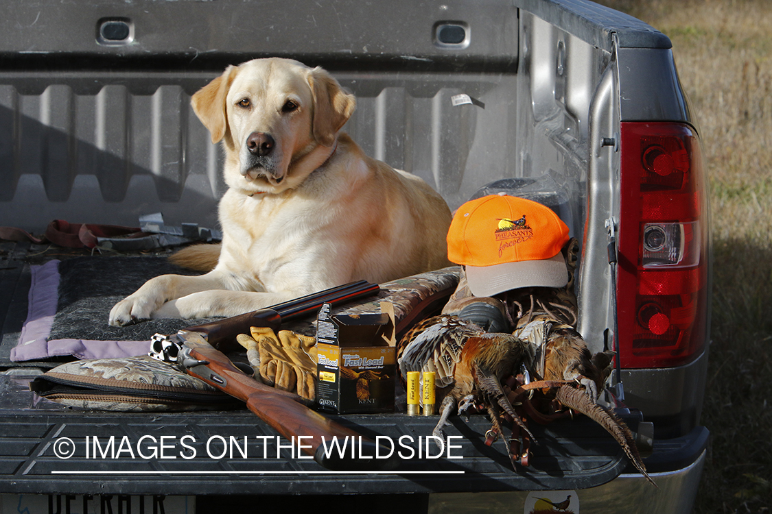 Yellow lab with bagged pheasant in back of pick-up.