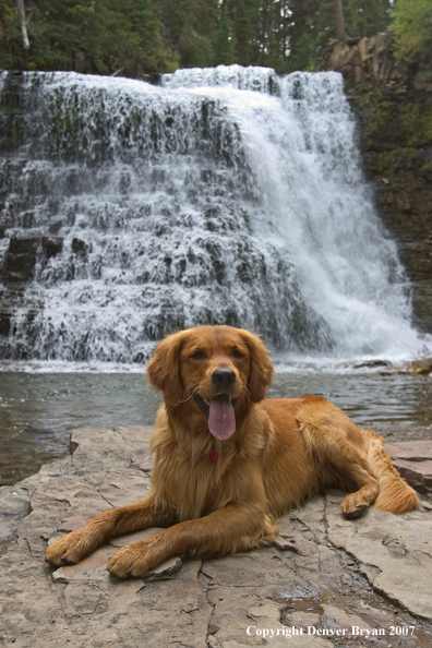 Golden Retriever in front of waterfall