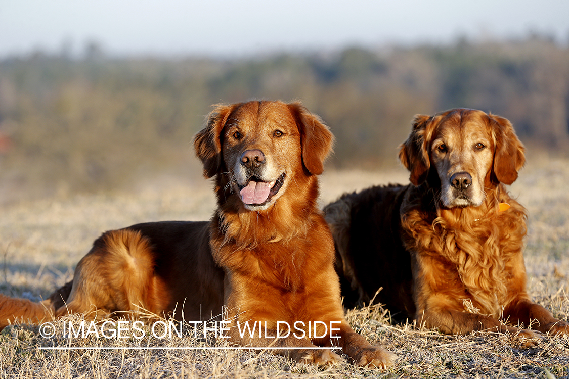 Golden Retrievers