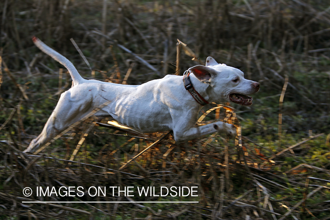 English pointer on bobwhite quail hunt.