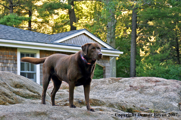 Chocolate Labrador Retriever