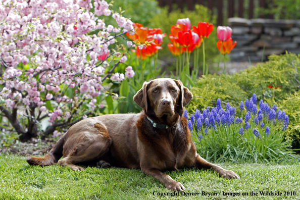 Chocolate Labrador Retriever