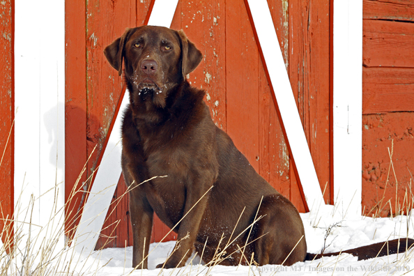 Chocolate Labrador Retriever