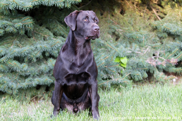 Chocolate Labrador Retriever.