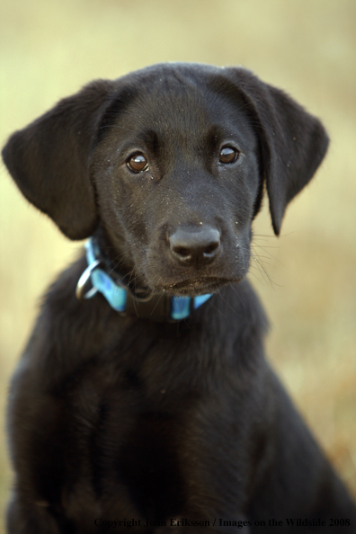 Black Labrador Retriever pup