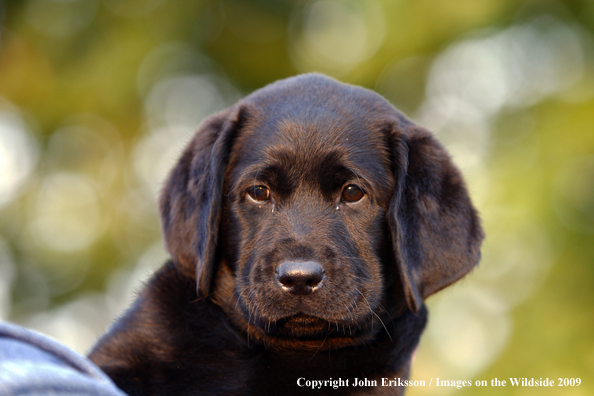 Labrador Retriever puppy in field