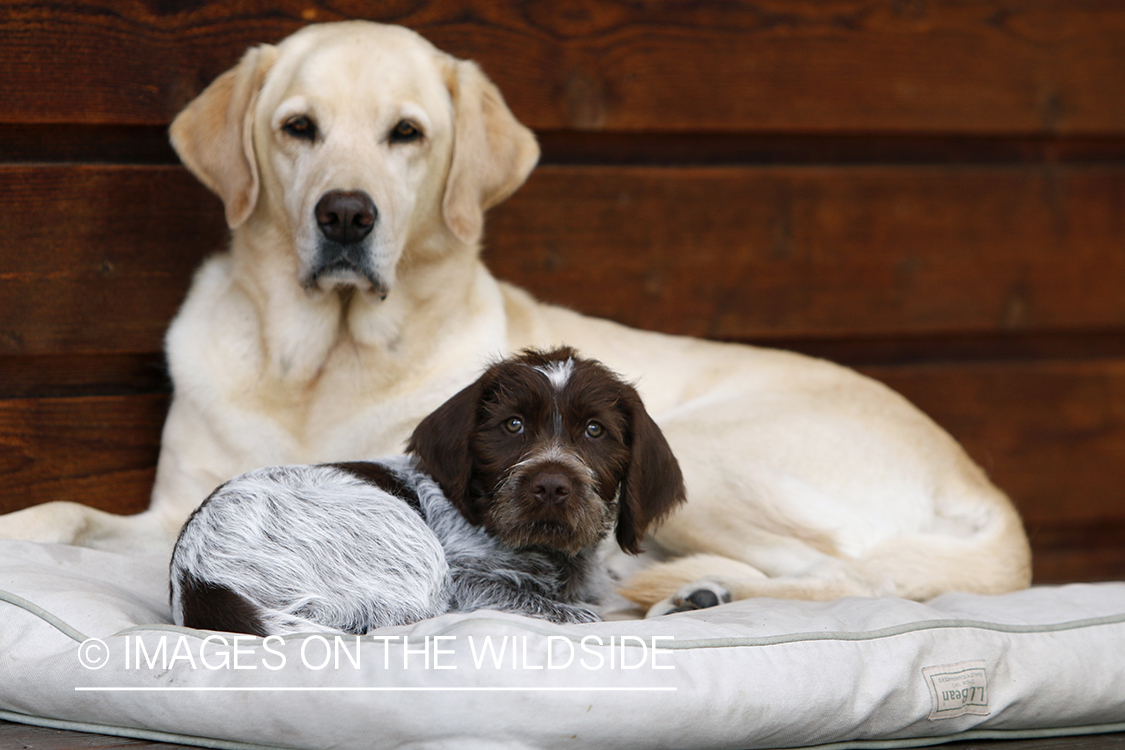 Wirehaired pointing griffon and lab on dog bed.