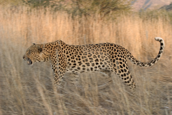 Leopard in habitat. Africa