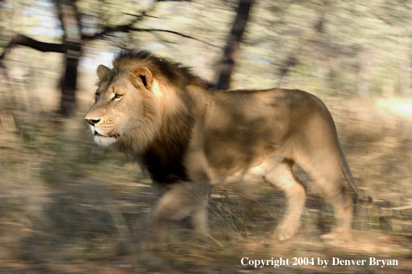 Male African lion running. Africa